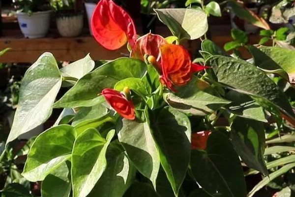 红掌不开花的原因，可能是缺肥所致
