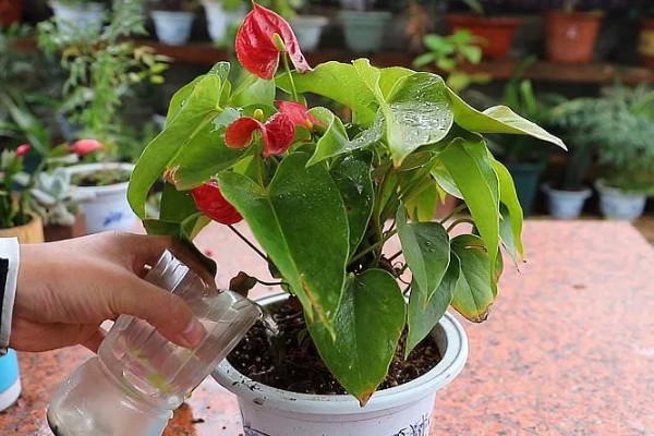 红掌不开花的原因，可能是缺肥所致