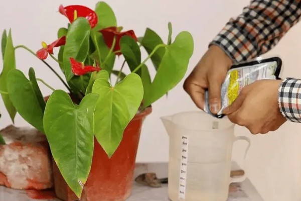 红掌不开花的原因，可能是缺肥所致
