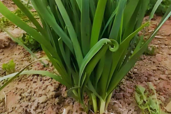 什么是韭菜，属石蒜科多年生草本植物
