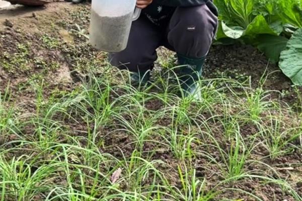 什么是韭菜，属石蒜科多年生草本植物