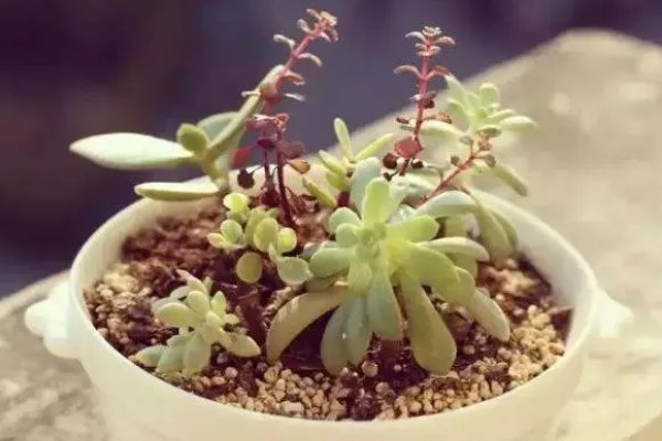 在家养殖多肉植物的方法，让土壤保持微湿不可出现积水