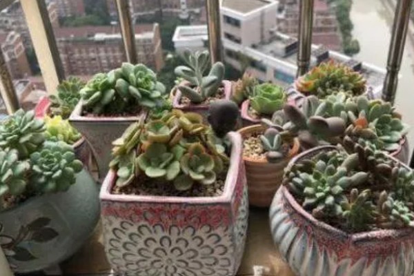在家养殖多肉植物的方法，让土壤保持微湿不可出现积水