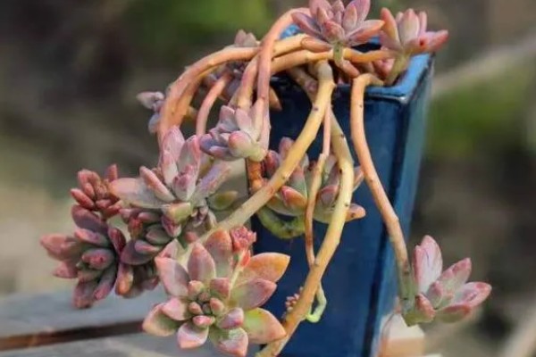 在家养殖多肉植物的方法，让土壤保持微湿不可出现积水