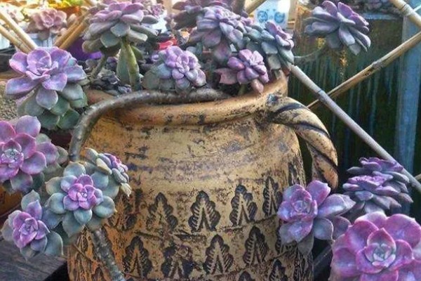 在家养殖多肉植物的方法，让土壤保持微湿不可出现积水