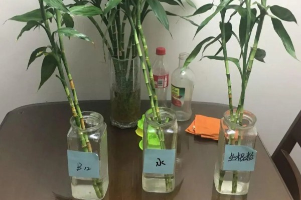 富贵竹长高了如何修剪，将多余的枝叶给剪除掉