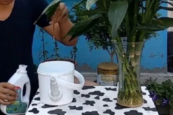 富贵竹长高了如何修剪，将多余的枝叶给剪除掉