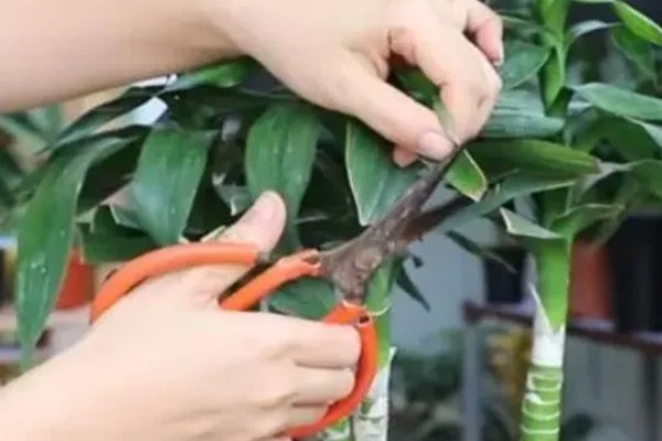 富贵竹长高了如何修剪，将多余的枝叶给剪除掉