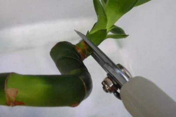 富贵竹长高了如何修剪，将多余的枝叶给剪除掉