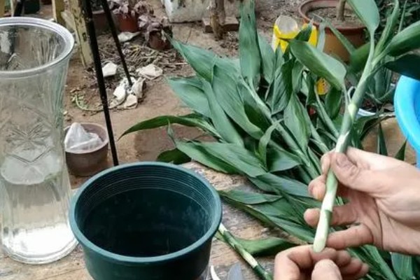 富贵竹长高了如何修剪，将多余的枝叶给剪除掉