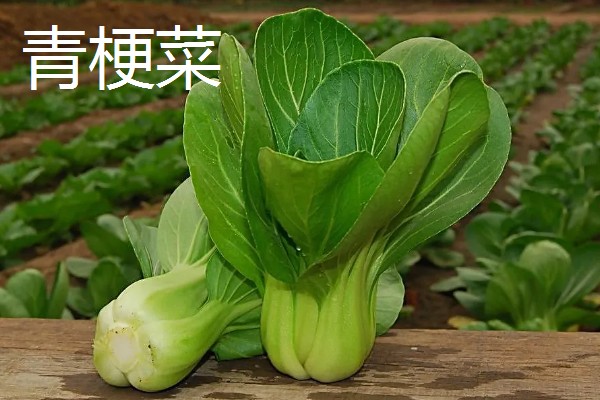 青菜的种类，常见的有菜心、青梗菜等