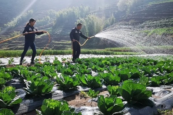 青菜的种类，常见的有菜心、青梗菜等