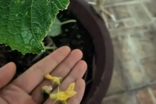 为什么黄瓜落花落果，温度过高或过低均会导致