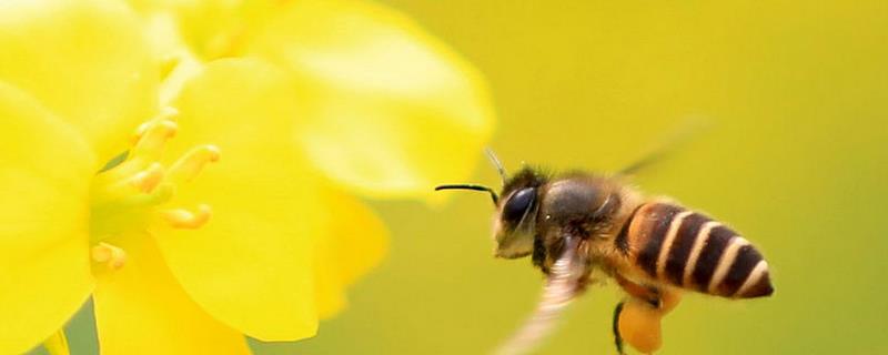 蜂群中缺少蜂王它们会不会跑，新收的蜂群需要蜂王才能稳定生存