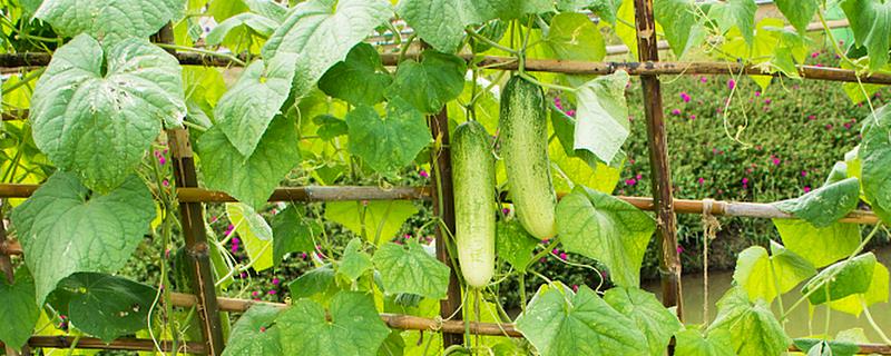 四月份适合种什么蔬菜瓜果，适合种南瓜、冬瓜等