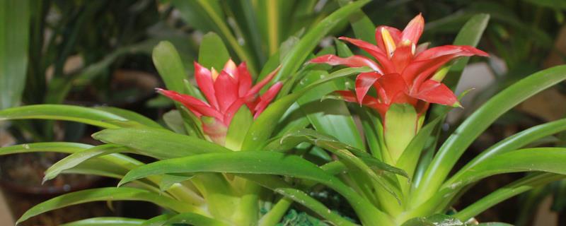 鸿运当头花是否喜水，是喜水的植物