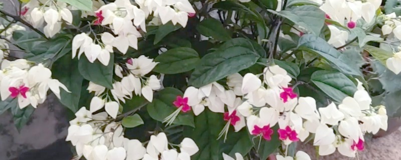龙吐珠的掐尖方式，把顶端的嫩芽剪除可促进侧枝生长