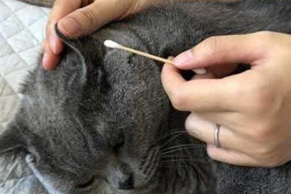 怎么清理猫咪耳朵，建议使用宠物专用的洗耳液
