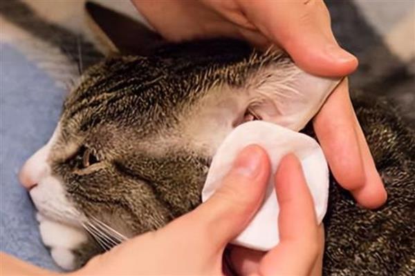怎么清理猫咪耳朵，建议使用宠物专用的洗耳液