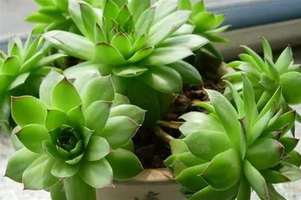观音莲会开花吗，3个品种都是会开花的