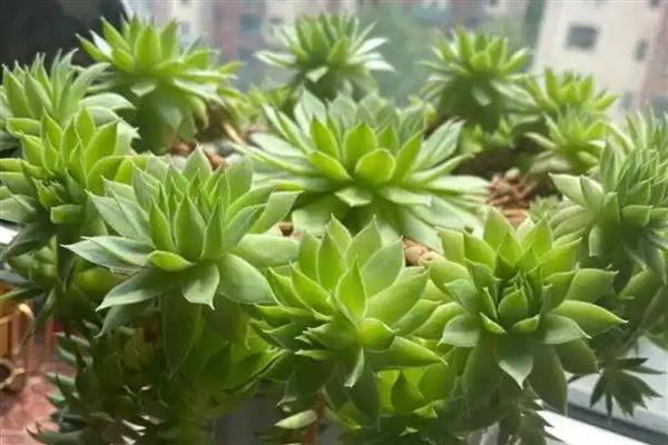 观音莲会开花吗，3个品种都是会开花的