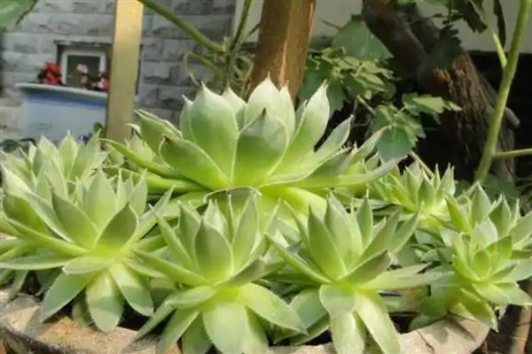 观音莲会开花吗，3个品种都是会开花的