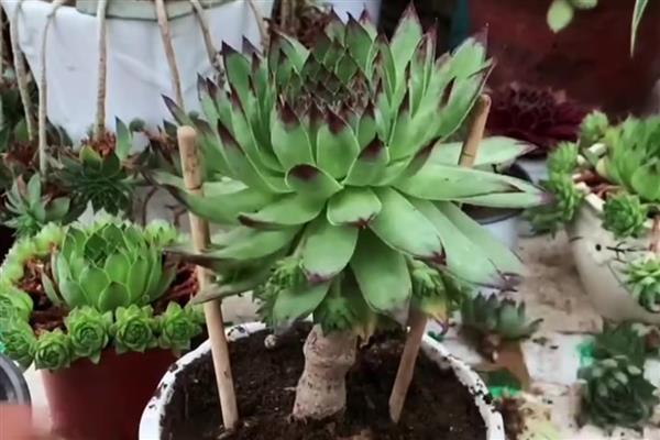 观音莲会开花吗，3个品种都是会开花的