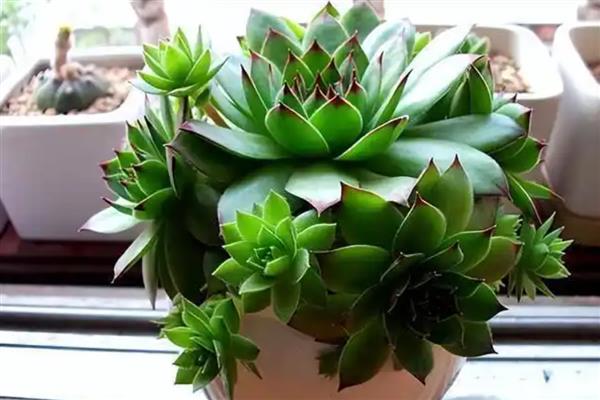 观音莲会开花吗，3个品种都是会开花的