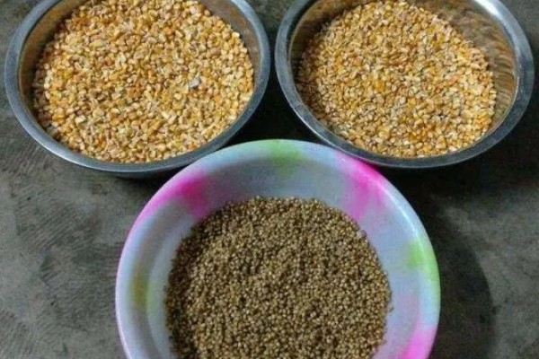黄骨鱼吃哪些饲料，蛋白质含量要达到35-45%左右