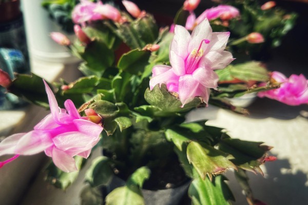 蟹爪兰一年开多少次花，一年开2次花