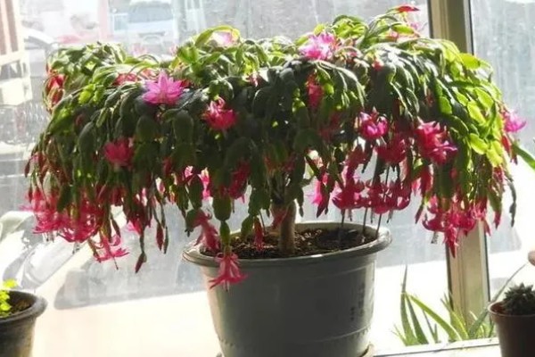 蟹爪兰一年开多少次花，一年开2次花