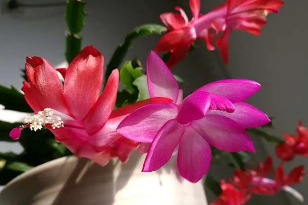 蟹爪兰一年开多少次花，一年开2次花