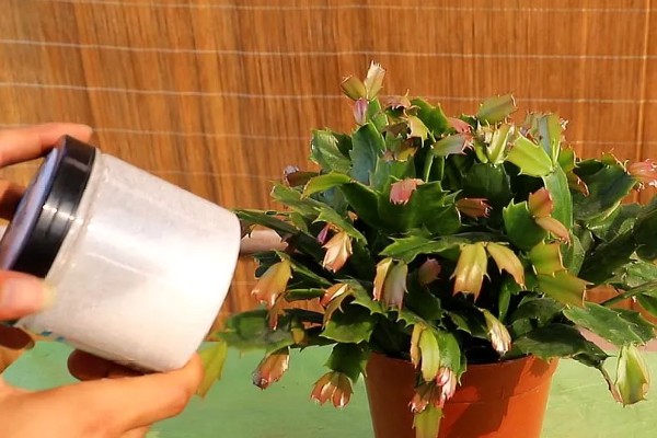 蟹爪兰一年开多少次花，一年开2次花
