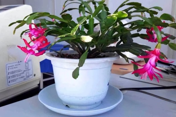 蟹爪兰一年开多少次花，一年开2次花