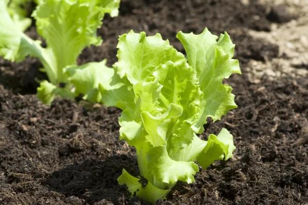 生菜苗期多久可以移栽,大概一个月可以移栽