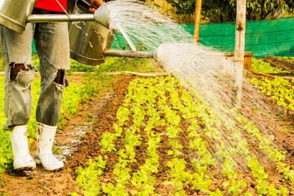 生菜苗期多久可以移栽,大概一个月可以移栽