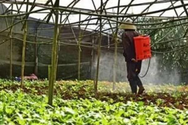 生菜苗期多久可以移栽,大概一个月可以移栽