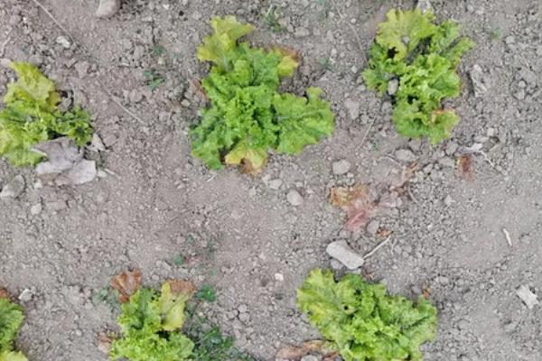 生菜苗期多久可以移栽,大概一个月可以移栽