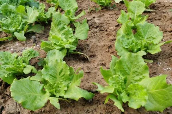 生菜苗期多久可以移栽,大概一个月可以移栽