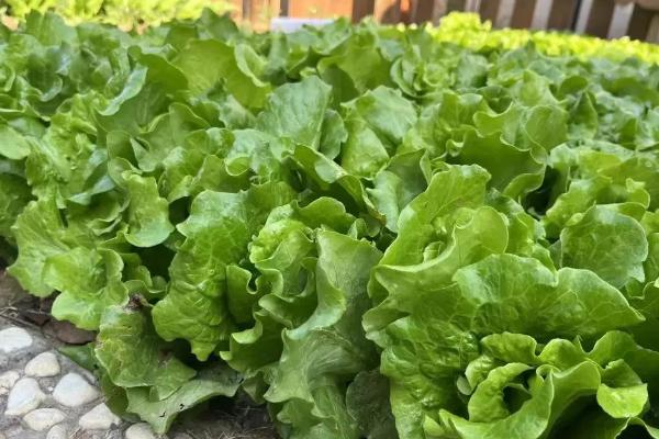 生菜苗期多久可以移栽,大概一个月可以移栽