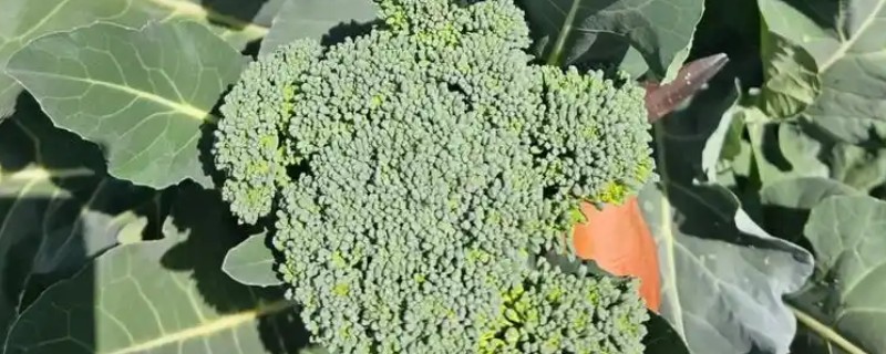 10月份能不能种西兰花,种植期间需将温度保持在15-20℃左右