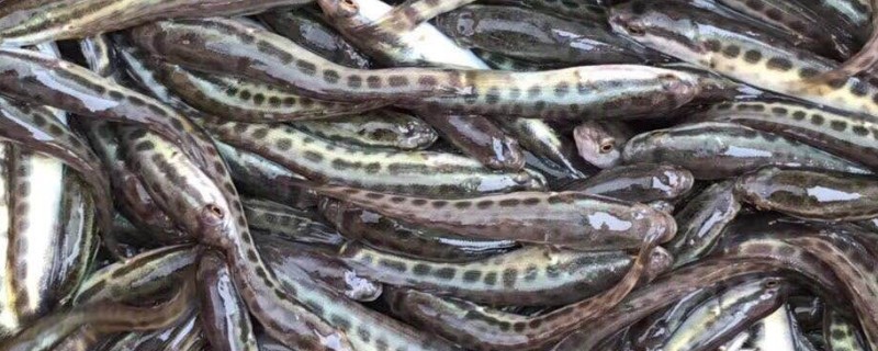 6到8厘米黑鱼苗的食物，以蝌蚪、小虾、仔鱼等为食