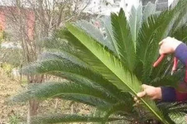铁树冻伤有没有补救办法，有补救的办法