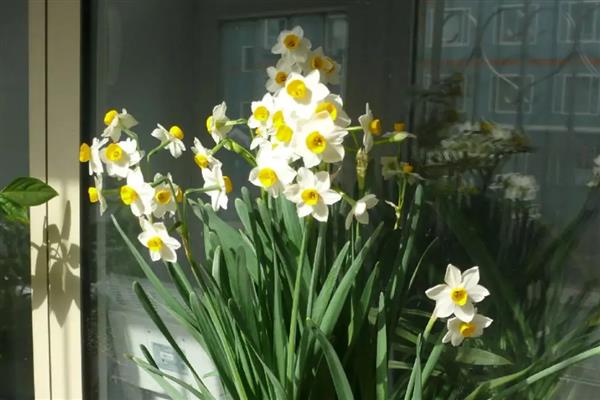 水仙花的颜色，叶片青绿色、花朵黄白色
