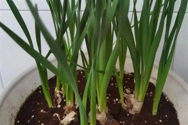 水仙花的颜色，叶片青绿色、花朵黄白色