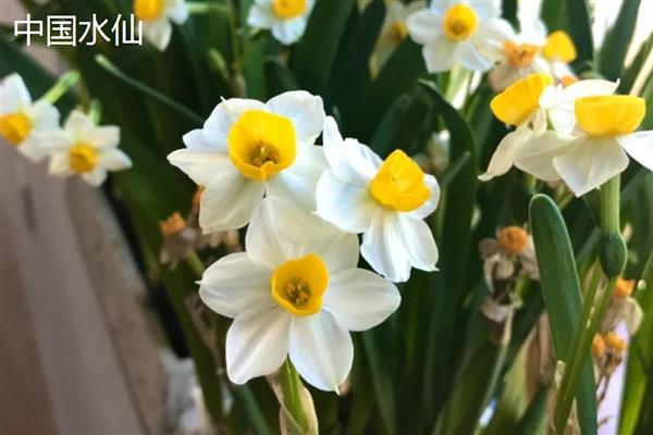 水仙花的颜色，叶片青绿色、花朵黄白色
