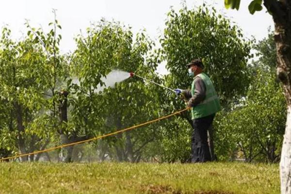 梨锈病有什么症状，发病初期叶面会出现橙黄色的小斑点
