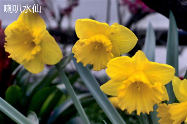 水仙花的颜色，叶片青绿色、花朵黄白色