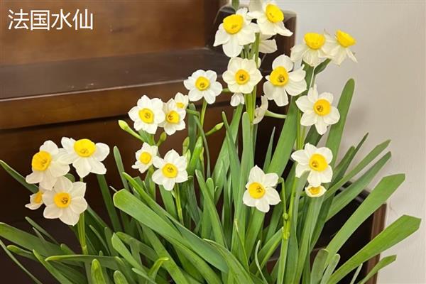 水仙花的颜色，叶片青绿色、花朵黄白色
