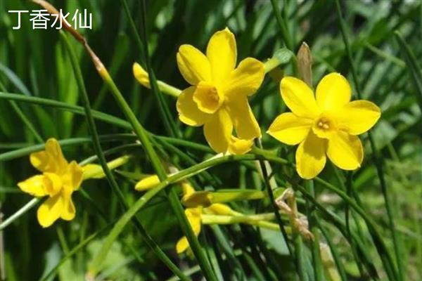 水仙花的颜色，叶片青绿色、花朵黄白色